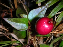 古道の可憐な草花(ツルリンドウ)