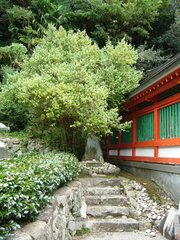 天台烏薬
