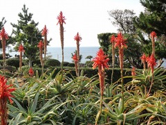 アロエの花畑