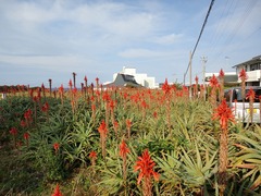 アロエの花畑(遠望)