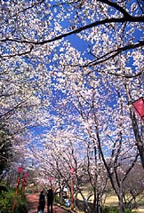 平草原