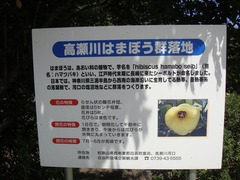 ハマボウの説明板