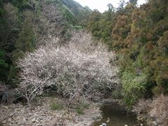 三ヶ川