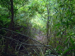 要害山(馬谷城跡)の竪堀