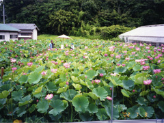 花盛りの富遊ハス園 2002年7月3日撮影