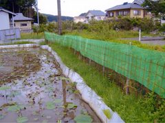 今年のハス園 2006年5月19日撮影