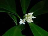 仏坂の可憐な花