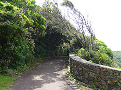 木のトンネルになっている小道