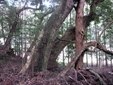 周りの巨木