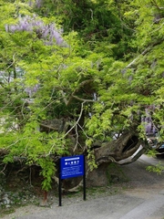 藤とムクロジ