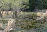 田原湿地