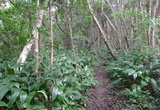 高塚の森