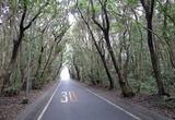 高塚の森の中の遊歩道碑