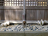 朝貴神社のシャコガイの水盤