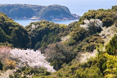 紀伊大島のオオシマザクラ