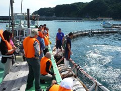 養殖本マグロへ餌やり体験