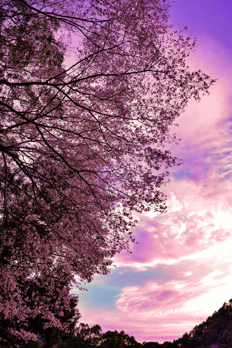 古座川の桜