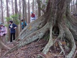 スダジイの巨木の根