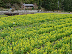 鶴川の菜の花畑