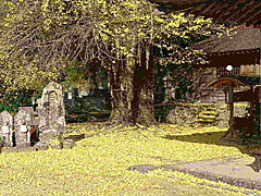 樹齢400年のイチョウ