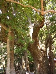 樹齢700年の大樟