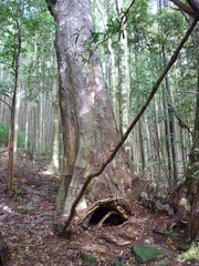 滝の拝の矢倉神社(拡大)
