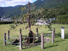 柿の古木