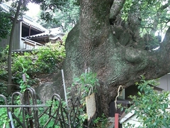 湯川神社の樟