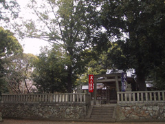 光専寺のイブキ