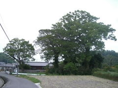 古田家の屋敷林1