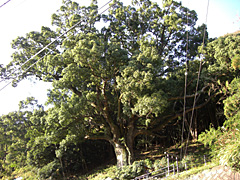 大楠1