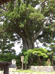 槙柏
