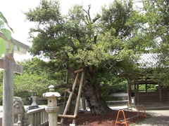 御崎神社のウバメガシ老樹