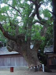 東岩代八幡神社のクス1