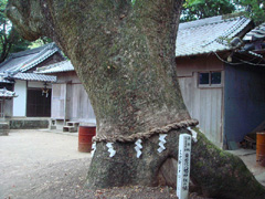 東岩代八幡神社のクス2