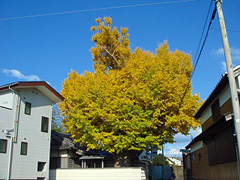 丹川地蔵堂のイチョウ(雌株)1