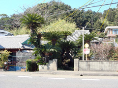 堺地蔵堂のソテツ