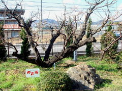 南高梅の母樹