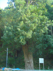 東光寺のナギ1