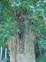 東光寺のナギ2