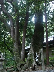 切目神社のホルトノキ