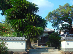 慶雲寺の蘇鉄・柏槙1
