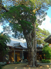 慶雲寺の蘇鉄・柏槙2