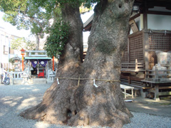 蟻通神社の森