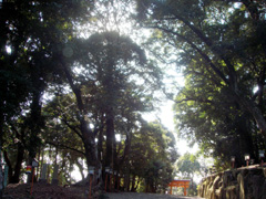 稲荷神社の森