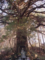 稲荷神社の森