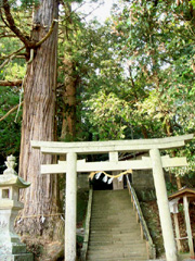 八上神社の社叢
