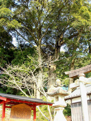 日吉神社の社叢