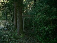 篠原八幡神社の社叢1