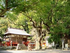 春日神社の樟